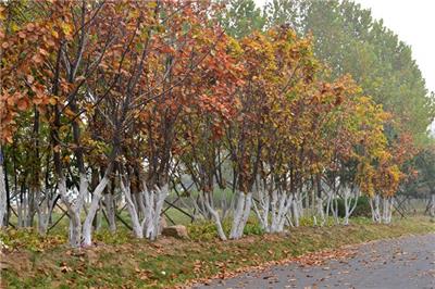 不同季節(jié)移植蒙古櫟的注意事項(xiàng)及方法